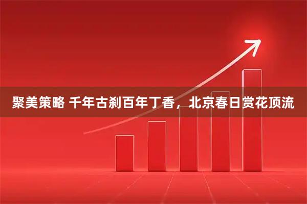 聚美策略 千年古刹百年丁香，北京春日赏花顶流